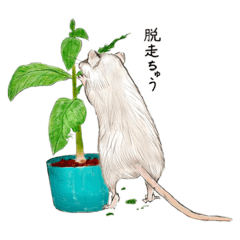 ファンシーなラット生活