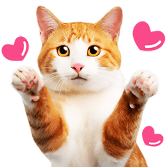 気持ちを伝える♡かわいい茶白猫が大集合！