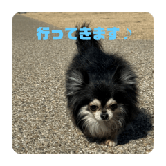 毎日ころんちゃん