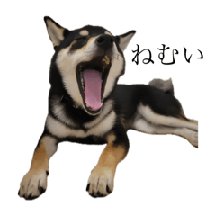 黒柴あずきちゃん黒柴