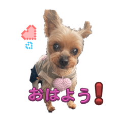 うちのわんちゃんスタンプ　挨拶