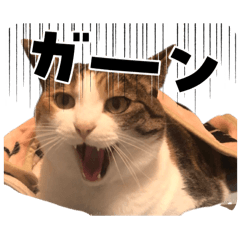 かわいいネコのミャア　　　再編集豪華版