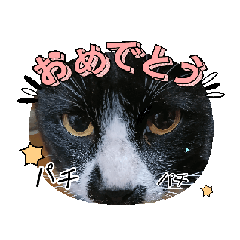 癒されるねこちゃん