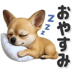 毎日使える！かわいいチワワ