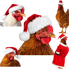クリスマス　サンタクロース　鶏！