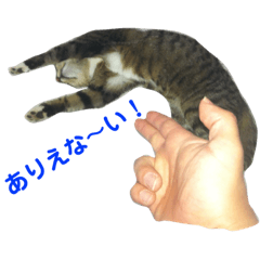 ニャンコとワンコのオーバーロード