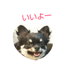 チワワのチョビ