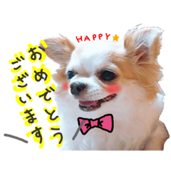 チワワの敬語スタンプ♡