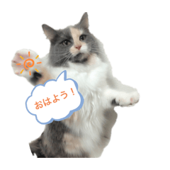 我が家のわんにゃん★