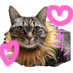 うちの可愛いキジトラ