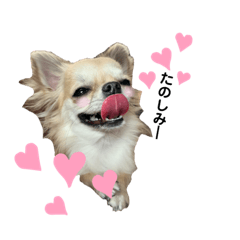 ロングコートチワワのこうめさん 3