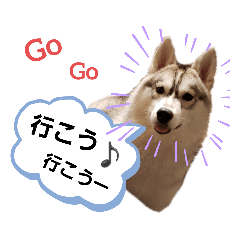 シベリアンハスキーのルナ3