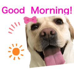 ラブラドールと雑種　［ロン&ベリー］