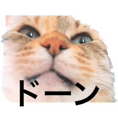 はっさくてんざる