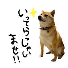 柴犬ちゃろくんの日常の言葉