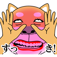 しばきたい柴犬、動く！