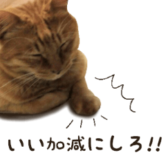 三色にゃんこは上から目線