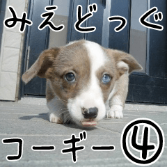 みえどっぐスタンプ コーギーカーディ編 ４