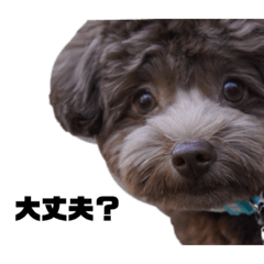 我が家のむぎくん！