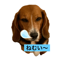 いぬすたんぷ１