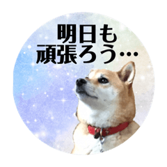 うちのすずさん(*´꒳`*)  柴犬　♀