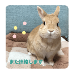 うさぎのジルちゃん