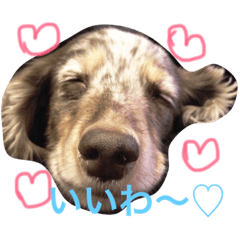 美人(犬)ダックスもなかさんの呟き