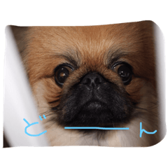 たぬの巨顔スタンプ