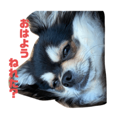 ツネのあいさつ