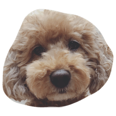 我が家のみるく