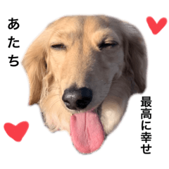 あたちのちゅたんぷ✿