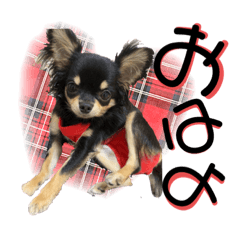 イヴちゃんの日常会話