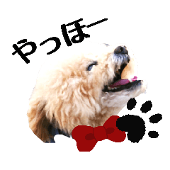 デカ文字スタンプU^q^Uトイプードル