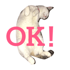 うちの猫スタンプ新