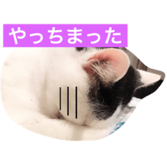 ねこニャンズ 11
