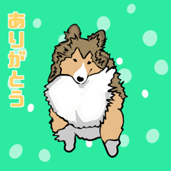 ポップアップシェットランドシープドッグ