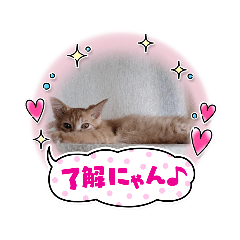 癒やし愛しのニャンズ