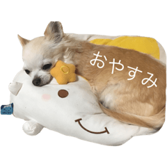 高倉家に住むベリープリティなマリンちゃん