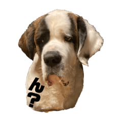 セントバーナードの花子さんの日々