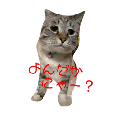 どもーれもんです