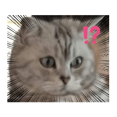 ねことこども達