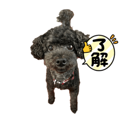 トイプーのココちゃん