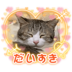 ニャンコの日常2022