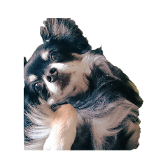 うちのチロルが可愛すぎて