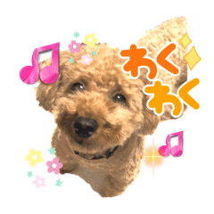 ウチの子♡ワンコ物語