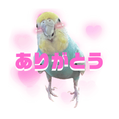 あおちゃんの日常会話スタンプ