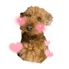 ちゃおたん૮⸝⸝o̴̶̷᷄ ·̭ o̴̶̷̥᷅⸝⸝ა