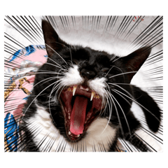 猫の「何?!?」の大きな顔!"