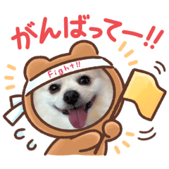 チワワ×ポメミックス