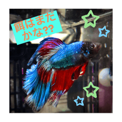 ベタの可愛いスタンプ